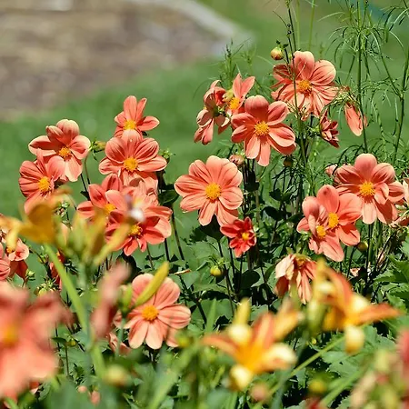Aloisia Scheffau am Wilden Kaiser