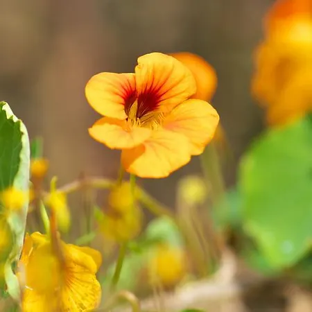 Aloisia 3* Scheffau am Wilden Kaiser
