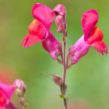 Aloisia Gasthof