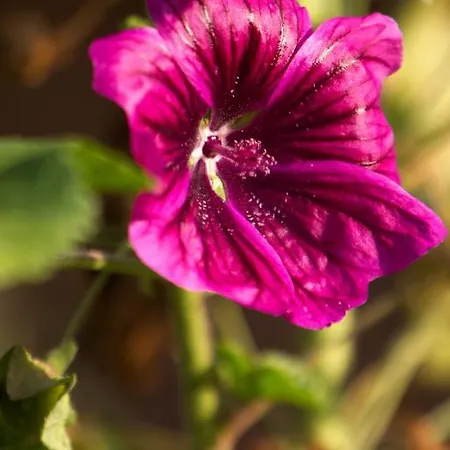 Aloisia 3* Scheffau am Wilden Kaiser