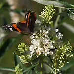 Aloisia Maison d'hôtes Scheffau am Wilden Kaiser