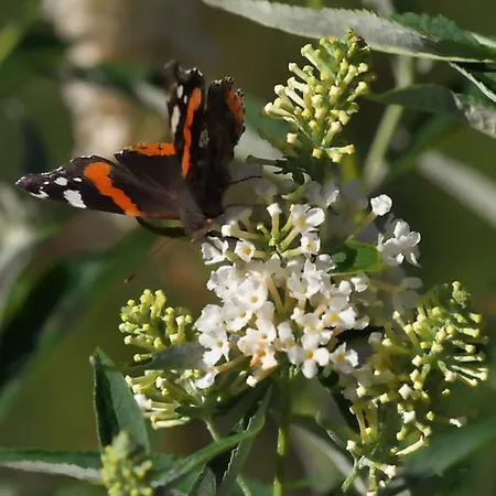 Aloisia Penzion Scheffau am Wilden Kaiser