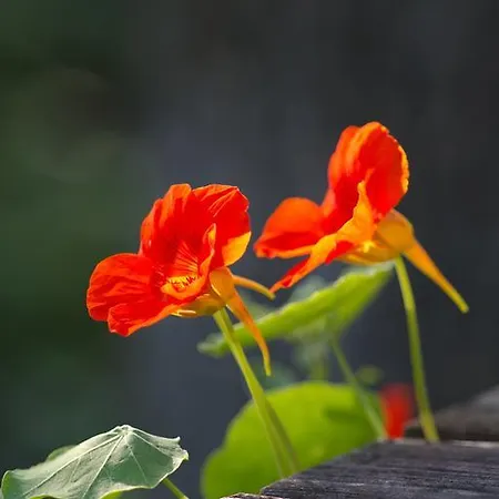 Penzion Aloisia Scheffau am Wilden Kaiser