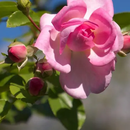 Aloisia Penzion 3*